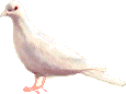 dove